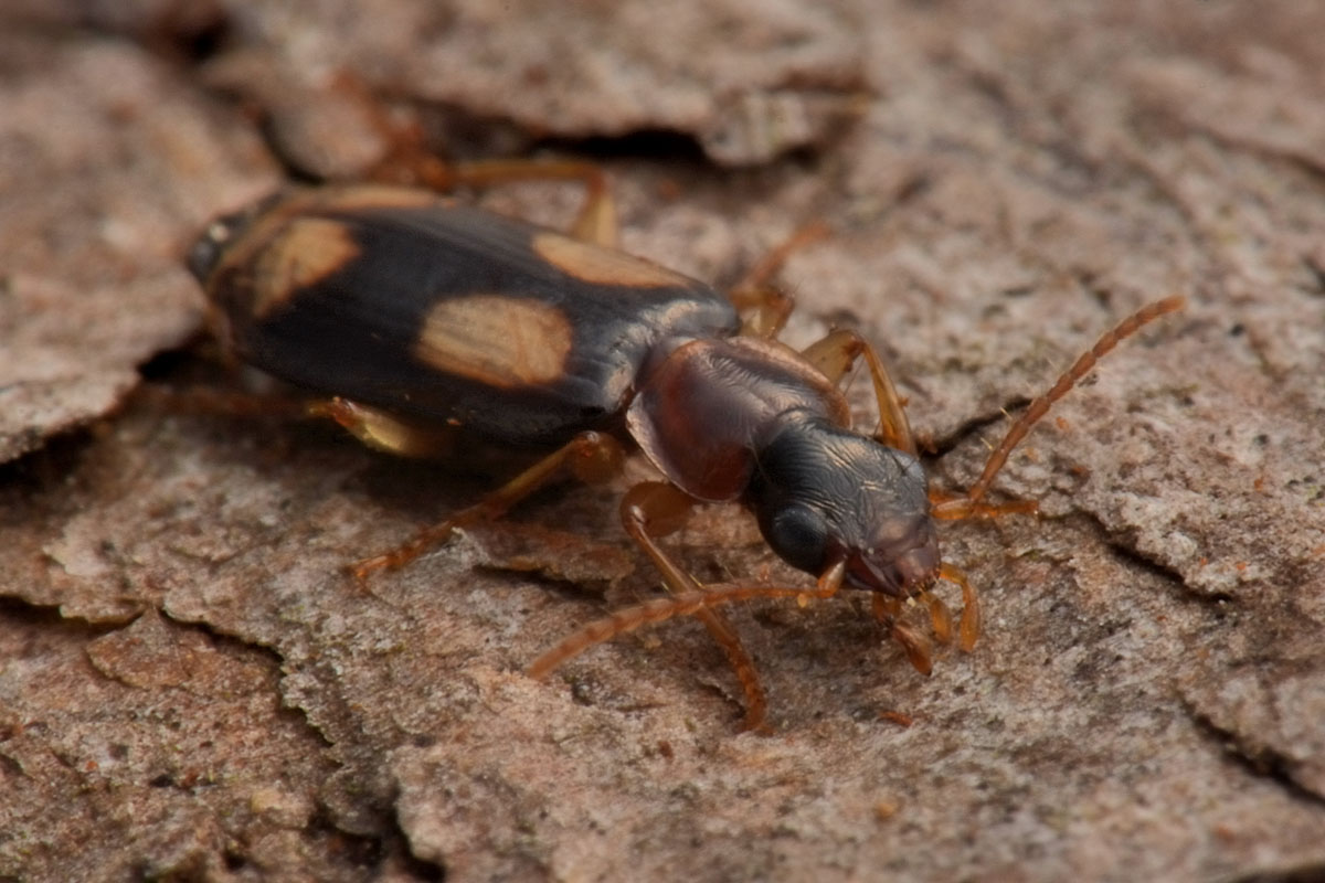 Carabidae: Dromius quadrimaculatus?  S !